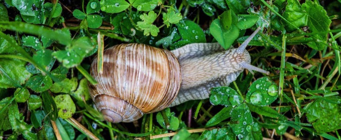 Burgundy Snail on green grass